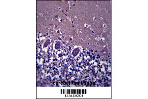 ABHD4 Antibody immunohistochemistry analysis in formalin fixed and paraffin embedded human cerebellum tissue followed by peroxidase conjugation of the secondary antibody and DAB staining. (ABHD4 antibody  (AA 98-127))