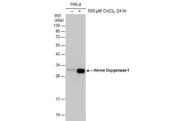 HMOX1 antibody