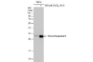 WB Image Untreated (–) and treated (+) HeLa whole cell extracts (30 μg) were separated by 12% SDS-PAGE, and the membrane was blotted with Heme Oxygenase 1 antibody , diluted at 1:1000. (HMOX1 antibody)