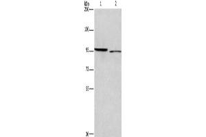 Western Blotting (WB) image for anti-Intercellular Adhesion Molecule 5 (ICAM5) antibody (ABIN2434798)