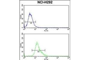 KYNU Antibody (C-term) (ABIN390735 and ABIN2841003) flow cytometry analysis of NCI- cells (bottom histogram) compared to a negative control cell (top histogram). (KYNU antibody  (C-Term))