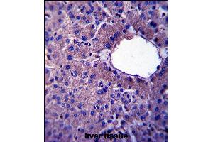 LIN52 Antibody (N-term) (ABIN657405 and ABIN2846445) immunohistochemistry analysis in formalin fixed and paraffin embedded human liver tissue followed by peroxidase conjugation of the secondary antibody and DAB staining. (LIN52 antibody  (N-Term))