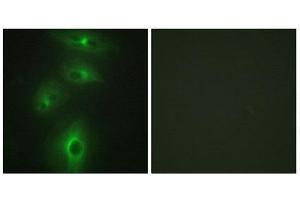 Immunofluorescence (IF) image for anti-Transmembrane Protease, Serine 3 (TMPRSS3) (C-Term) antibody (ABIN1849484) (TMPRSS3 antibody  (C-Term))