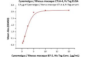 Immobilized Cynomolgus / Rhesus macaque CTLA-4, Fc Tag (ABIN2180928,ABIN2180927) at 5 μg/mL (100 μL/well)can bind Cynomolgus / Rhesus macaque B7-2, His Tag (ABIN2180854,ABIN2180853) with a linear range of 0. (CTLA4 Protein (AA 37-160) (Fc Tag))