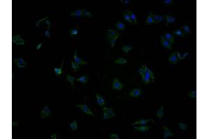 OR5T2 antibody  (AA 298-310)