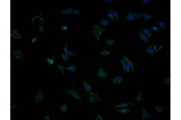 OR5T2 antibody  (AA 298-310)