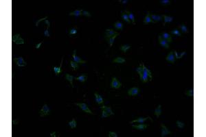 Immunofluorescence staining of HepG2 cells with ABIN7140016 at 1:100, counter-stained with DAPI. (OR5T2 antibody  (AA 298-310))