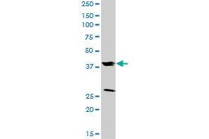 FRZB MaxPab rabbit polyclonal antibody. (FRZB antibody  (AA 1-325))