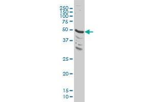 MAPK9 monoclonal antibody (M03), clone 3C12 Western Blot analysis of MAPK9 expression in HeLa . (JNK2 antibody  (AA 321-424))