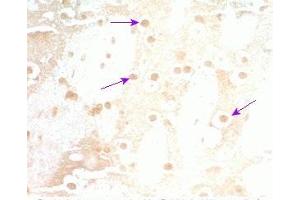 Rat brain tissue was stained by Rabbit Anti-Neuromedin S Prepro (70-103) (Mouse) Serum (NMS antibody  (Preproprotein))
