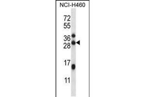 Western blot analysis in NCI-H460 cell line lysates (35ug/lane). (Methyltransferase Like 23 (METTL23) (AA 138-166), (C-Term) antibody)