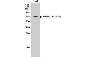Western Blotting (WB) image for anti-AKT1/3 (pTyr434), (pTyr437) antibody (ABIN3182659) (AKT1/3 (pTyr434), (pTyr437) antibody)