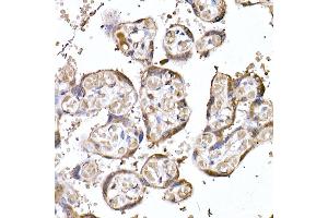 Immunohistochemistry of paraffin-embedded human placenta using MTAP Rabbit mAb (ABIN7268498) at dilution of 1:50 (40x lens). (MTAP antibody)