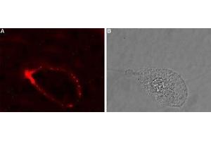 GLRA4 antibody  (Extracellular, N-Term)