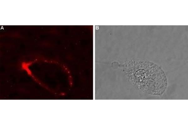 GLRA4 antibody  (Extracellular, N-Term)