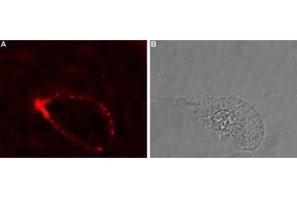 GLRA4 antibody  (Extracellular, N-Term)