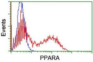 HEK293T cells transfected with either RC216176 overexpress plasmid (Red) or empty vector control plasmid (Blue) were immunostained by anti-PPARA antibody (ABIN2455022), and then analyzed by flow cytometry. (PPARA antibody  (AA 145-420))