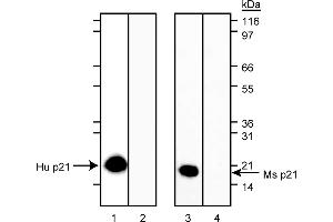 Western Blotting (WB) image for anti-Cyclin-Dependent Kinase Inhibitor 1A (p21, Cip1) (CDKN1A) antibody (ABIN967528) (p21 antibody)