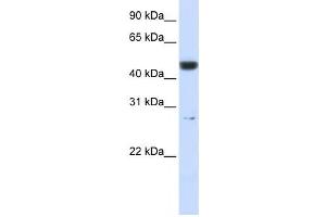 Western Blotting (WB) image for anti-6-phosphogluconolactonase (PGLS) antibody (ABIN2460062) (PGLS antibody)