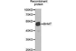 Western blot analysis of extracts of Recombinant protein, using BHMT antibody (ABIN5970558) at 1/1000 dilution. (BHMT antibody)