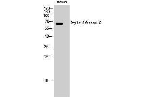 Western Blotting (WB) image for anti-Arylsulfatase G (ARSG) (Internal Region) antibody (ABIN3183389) (ARSG antibody  (Internal Region))