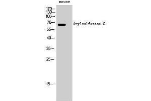 ARSG antibody  (Internal Region)