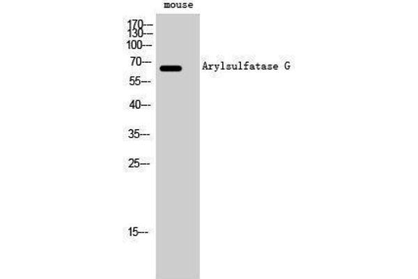 ARSG Antikörper  (Internal Region)