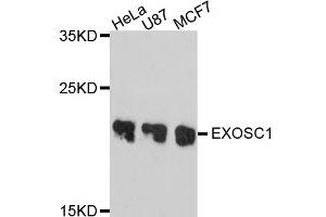 Western blot analysis of extracts of various cell lines, using EXOSC1 antibody (ABIN4903618) at 1:1000 dilution. (EXOSC1 antibody)