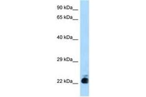Image no. 1 for anti-Solute Carrier Family 31 (Copper Transporters), Member 1 (SLC31A1) (N-Term) antibody (ABIN6748037) (SLC31A1 antibody  (N-Term))