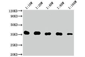 Western Blot Positive WB detected in: 10 ng Flag Tag fusion protein Flag Tag antibody at 1:100000, 1:200000, 1:400000, 1:800000, 1:1600000 Secondary Goat polyclonal to mouse IgG at 1/50000 dilution Predicted band size: 35 kDa Observed band size: 35 kDa (DYKDDDDK Tag antibody)