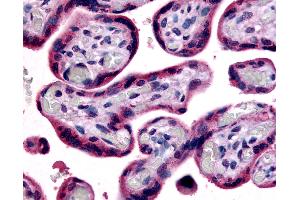 Anti-SLC7A5 antibody IHC of human placenta, terminal villi. (SLC7A5 antibody  (Internal Region))