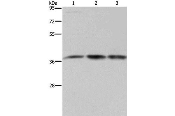 CAB39 antibody