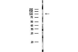 Western blot analysis of lysates from PC12 cells(LPS 4h treatment), using PMS2 Antibody at 1/1000 dilution.