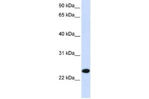 Western Blotting (WB) image for anti-Paired Immunoglobin-Like Type 2 Receptor beta (PILRB) antibody (ABIN2459063) (PILRB antibody)