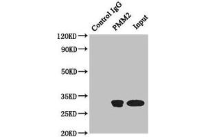 Western Blotting (WB) image for anti-Phosphomannomutase 2 (PMM2) (AA 1-246) antibody (ABIN7163386)