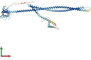 AlphaFold protein structure predicition of Human Recombinant PLEKHD1 Protein, UniprotID A6NEE1 (PLEKHD1 Protein (AA 1-506) (His tag))