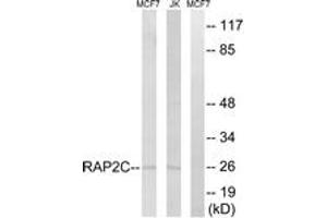 Western blot analysis of extracts from Jurkat/MCF-7 cells, using RAP2C Antibody.