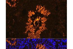 Immunofluorescence analysis of Mouse testis using AKAP4 Polyclonal Antibody at dilution of 1:100. (AKAP4 antibody)