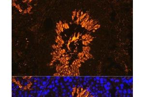 Immunofluorescence analysis of Mouse testis using AKAP4 Polyclonal Antibody at dilution of 1:100. (AKAP4 antibody)