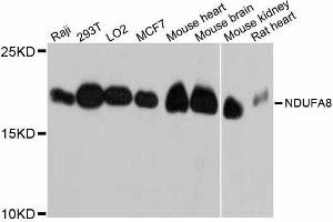 Western blot analysis of extracts of various cell lines, using NDUFA8 antibody. (NDUFA8 antibody  (AA 33-172))