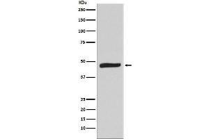 Western blot analysis of MAPKAP Kinase 2 expression in Hela cell lysate. (Recombinant MAPKAP Kinase 2 antibody)