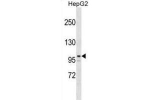 Western Blotting (WB) image for anti-AT Rich Interactive Domain 5B (MRF1-Like) (ARID5B) antibody (ABIN2999466)