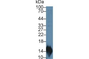 Western blot analysis of Rat Lymphocyte lysate, using Rat MIP3a Antibody (2 µg/ml) and HRP-conjugated Goat Anti-Rabbit antibody ( (CCL20 antibody  (AA 24-95))