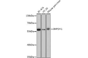 Western blot analysis of extracts of various cell lines, using IMPDH1 Rabbit pAb (ABIN7267878) at 1:1000 dilution. (IMPDH1 antibody  (AA 434-563))