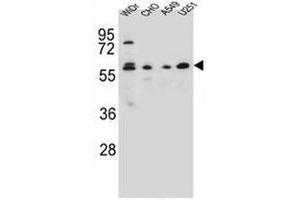 CEP70 antibody  (Middle Region)