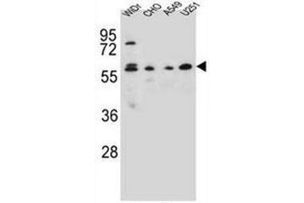 CEP70 antibody  (Middle Region)