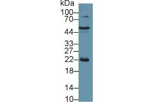 Western Blot; Sample: Porcine Liver lysate; Primary Ab: 1µg/ml Rabbit Anti-Porcine CRP Antibody Second Ab: 0. (CRP antibody  (AA 20-222))