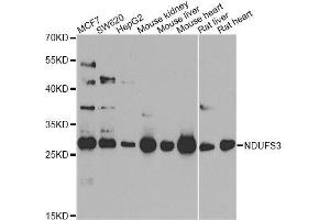 Western blot analysis of extracts of various cell lines, using NDUFS3 antibody. (NDUFS3 antibody  (AA 37-264))