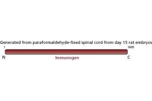 Image no. 1 for anti-Nestin (NES) antibody (ABIN967492) (Nestin antibody)