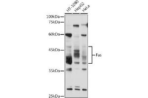 Western blot analysis of extracts of various cell lines, using Fas antibody (ABIN6130384, ABIN6140482, ABIN6140483 and ABIN6216020) at 1:1000 dilution. (FAS antibody  (AA 30-335))